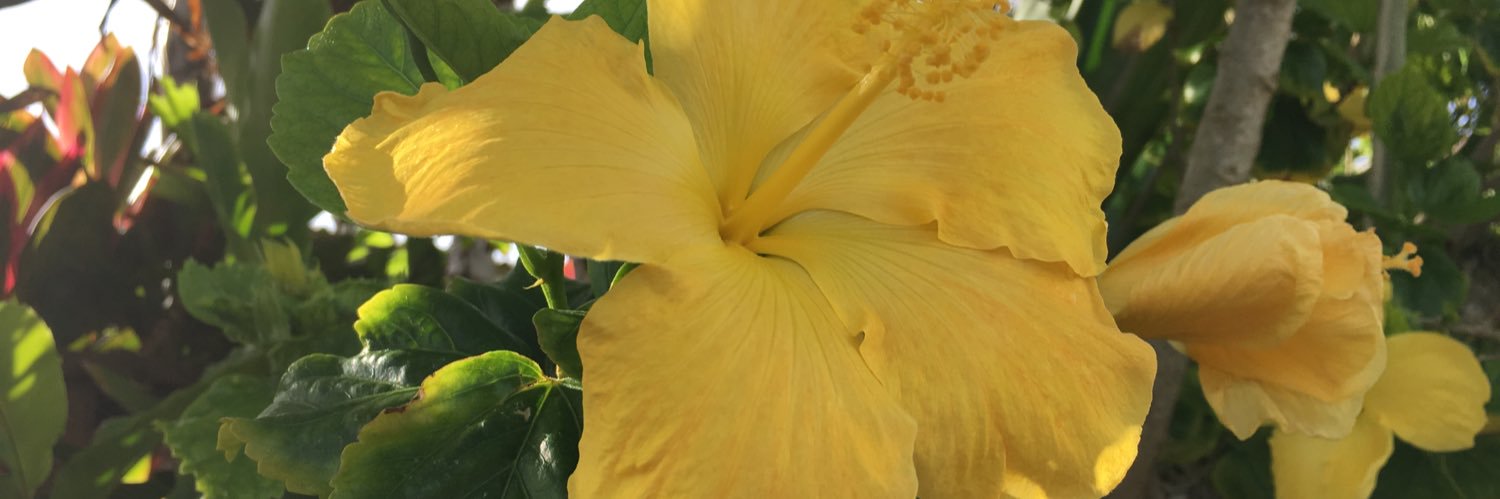 patricia pelton banner