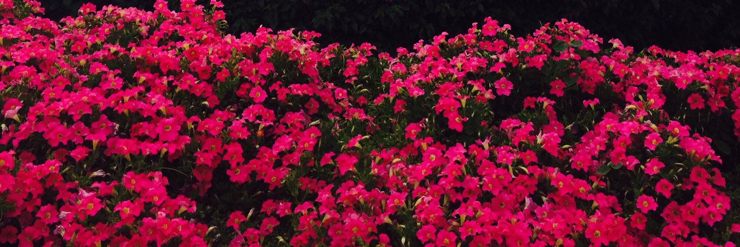 Tania_grc's profile banner image