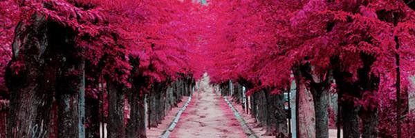 NCES19 Profile Banner