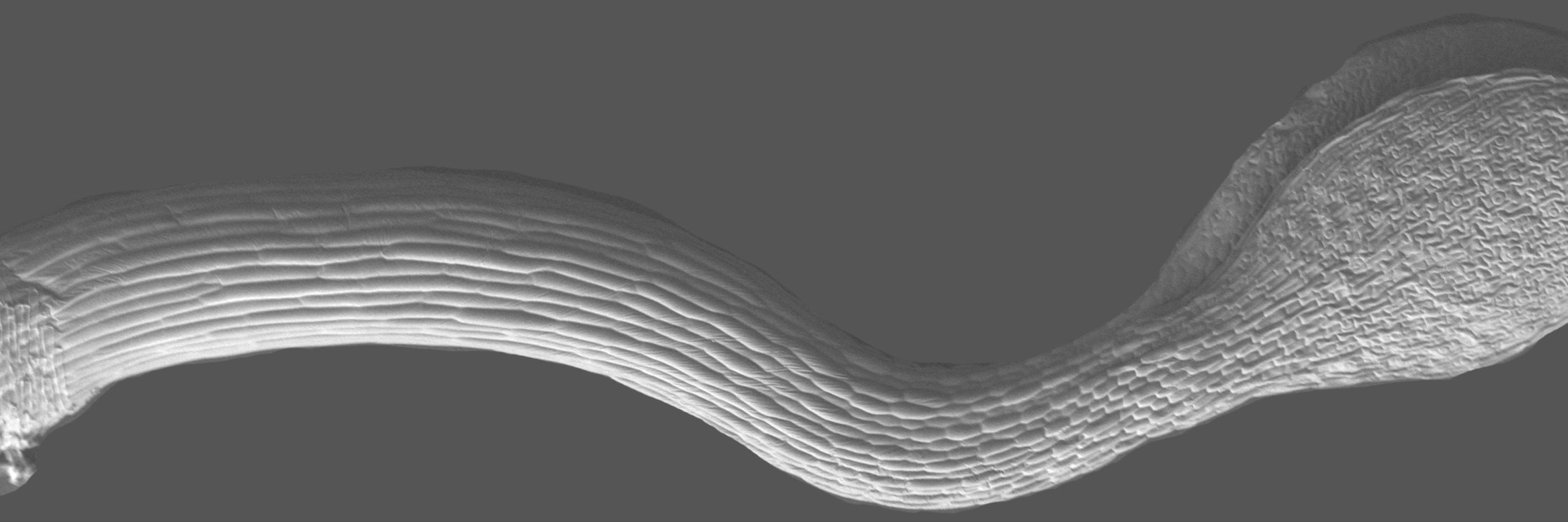 Siobhan Braybrook 🏳️‍🌈🌱✊🏻 banner