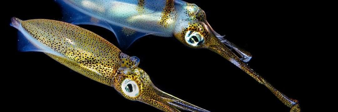 DARWIN ANTIFASCISTA 🚩🦞🐟🦖🦀 banner