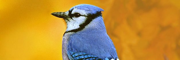 Tanka Society of America banner