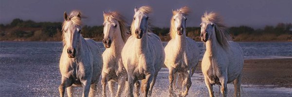 k1s1k1s Profile Banner