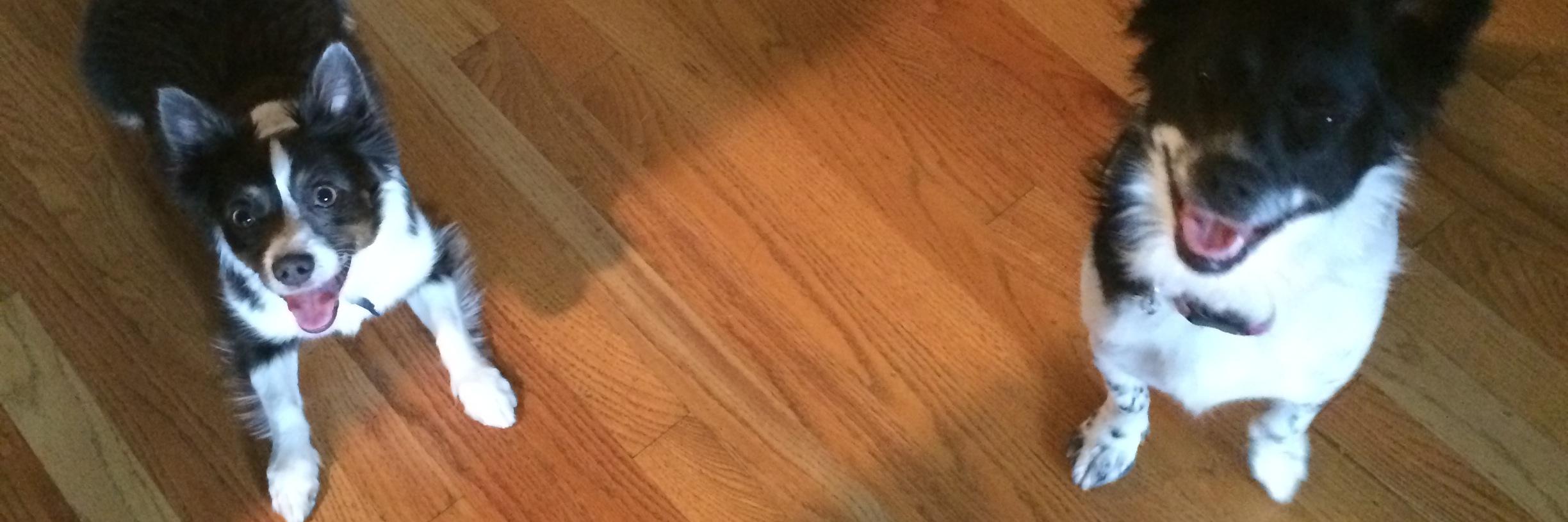 Stephieippy's profile banner image