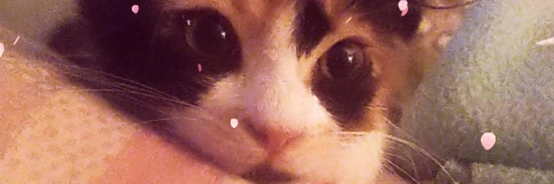 bahacbk's profile banner image