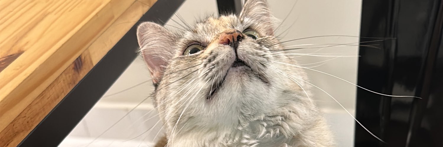 camitosc's profile banner image