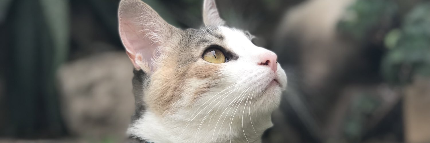 Vale_Ramirez1's profile banner image