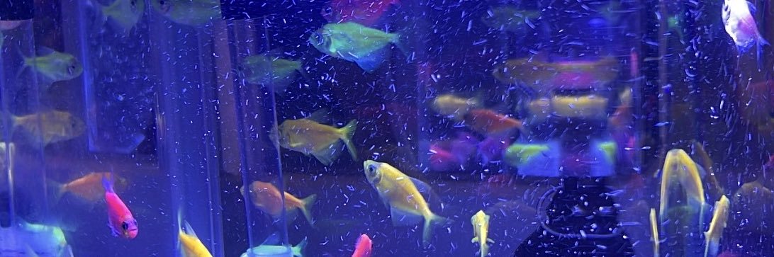 𝑩𝑬𝑫𝑶 banner