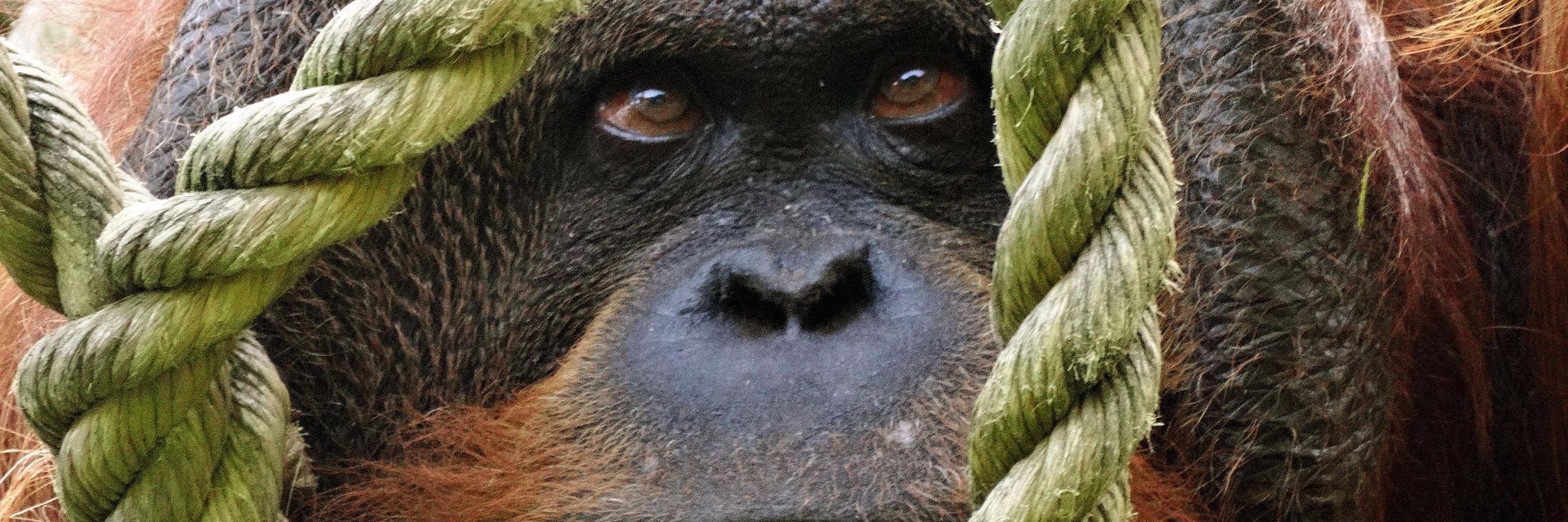 T_aculeatus's profile banner image