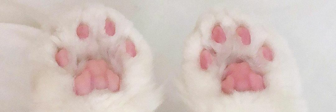 catbaaz🐾 banner