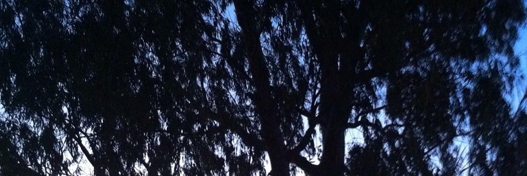 saruky16's profile banner image