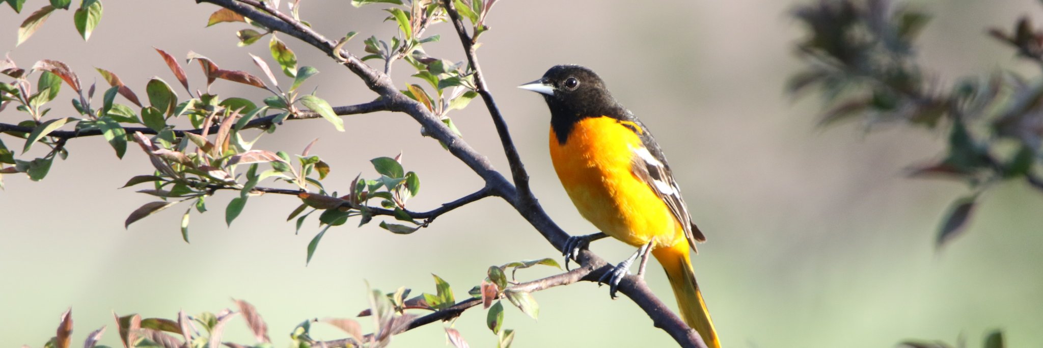 birdingwithboli's profile banner image