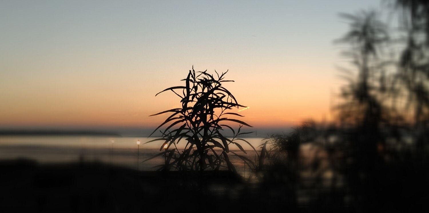 Morgan Williams banner