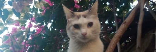 conchipantin's profile banner image