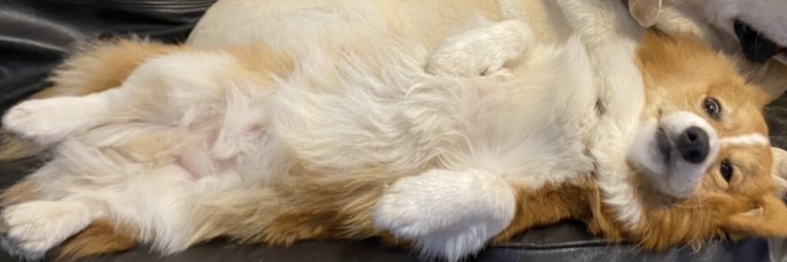Winstonism banner