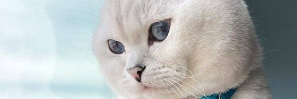 i cat love Profile Banner