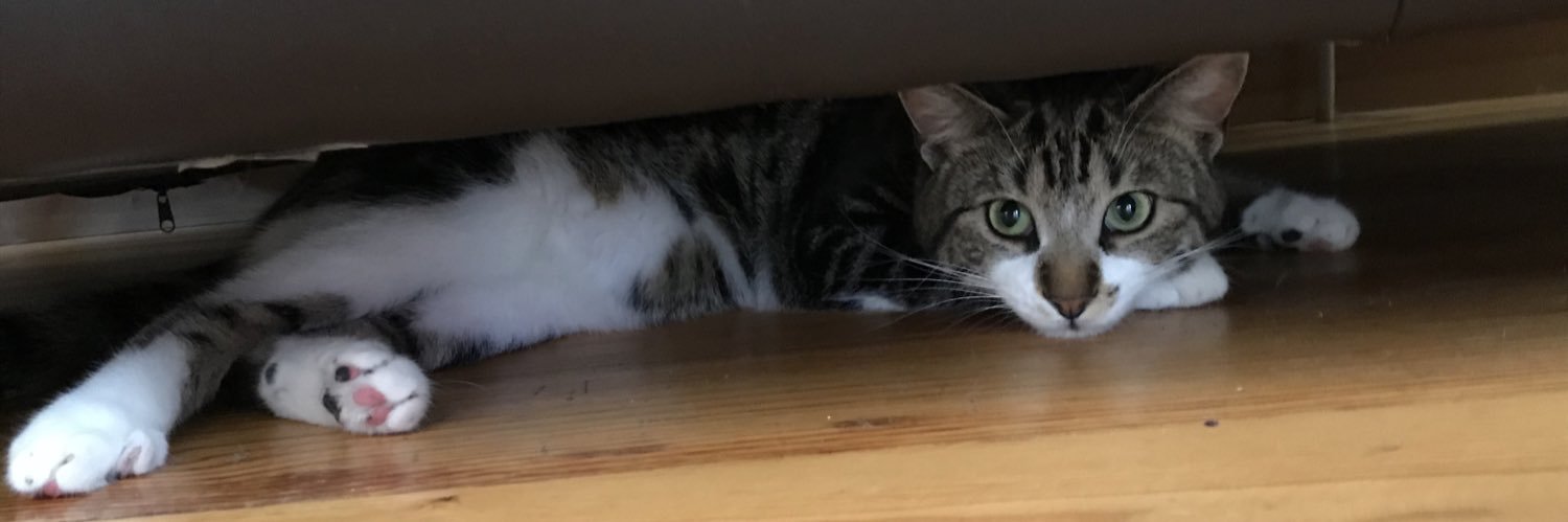 Jennifer MCCT 🇺🇦🐈💙🌸💛🌿🌎 banner