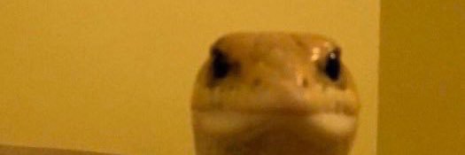 leify 🌱 banner