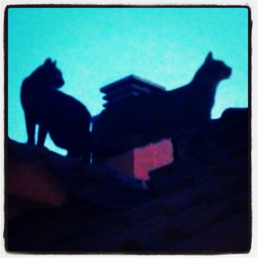 elpurgatorio's profile banner image