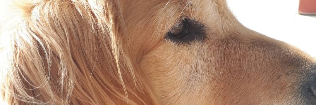 JacqueSchimpf's profile banner image