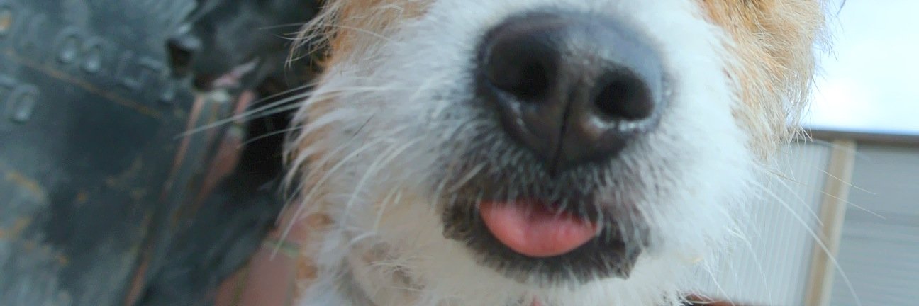 Molly_TheDog banner
