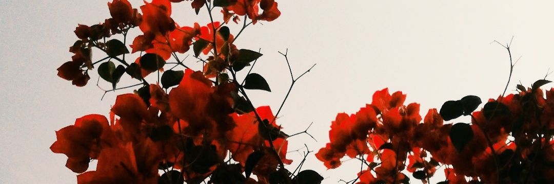 lauvaca28's profile banner image