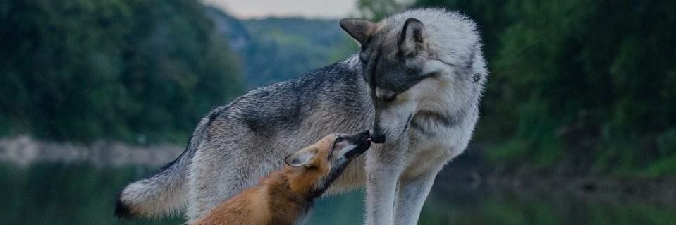 AnObedientWolf's profile banner image