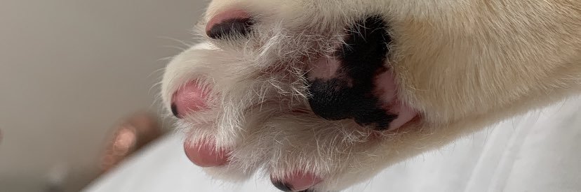 dudapivato's profile banner image