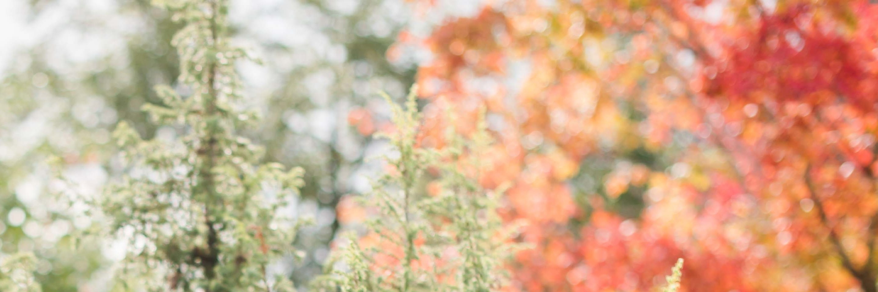 Miranda_Taing's profile banner image
