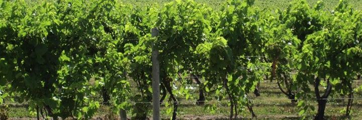 WineGirlBlog's profile banner image