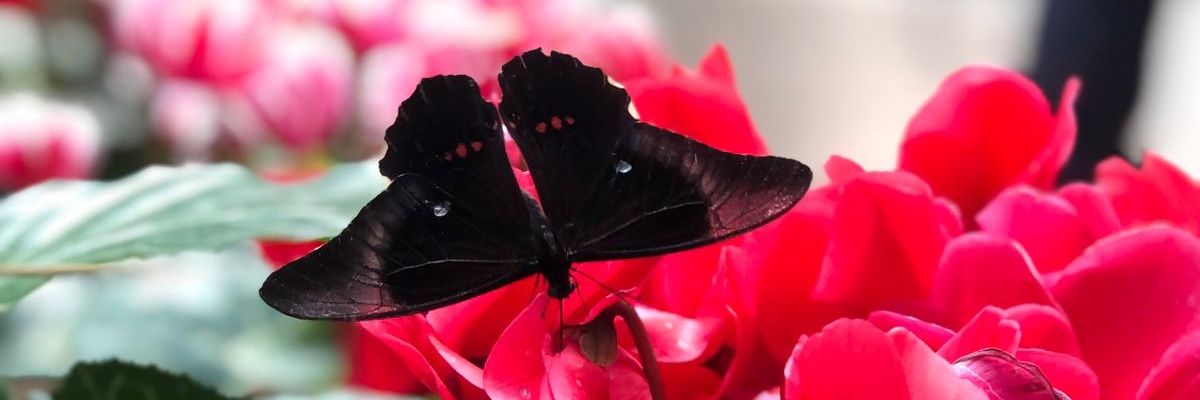 RFlame13's profile banner image