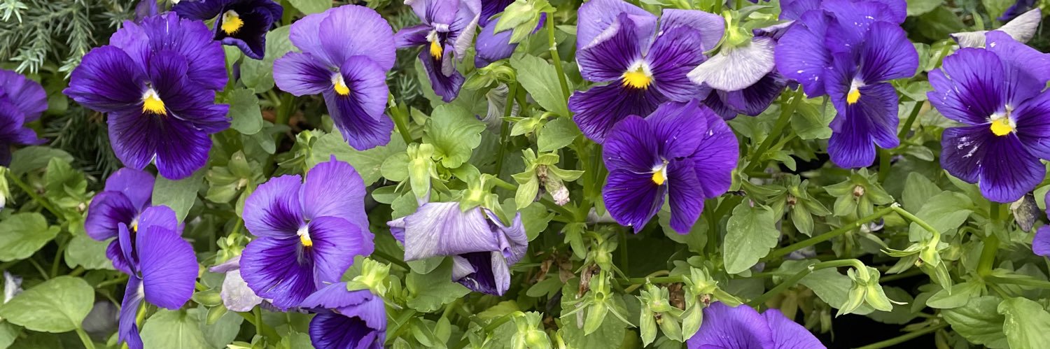 Kathy_74's profile banner image