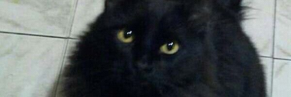 Anaura Sarmiento 🐶🐱❤💜🇻🇪🇺🇲🇲🇽 banner