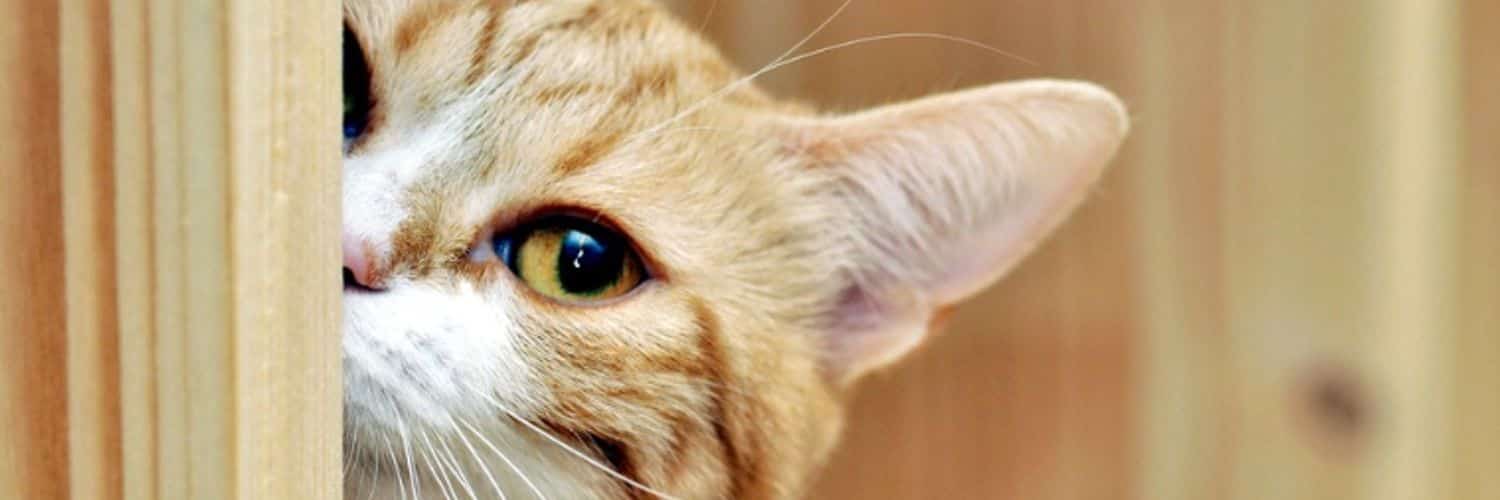 LanLanBaby's profile banner image