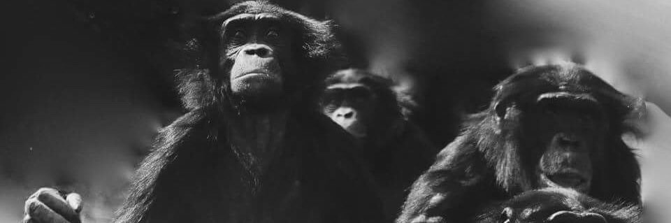 Raphaela Heesen banner