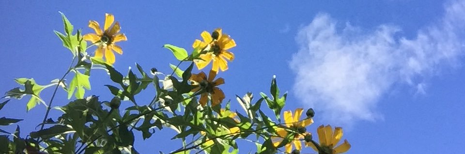 nisaabahrun's profile banner image