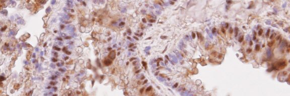 Andrew J. Bryant banner