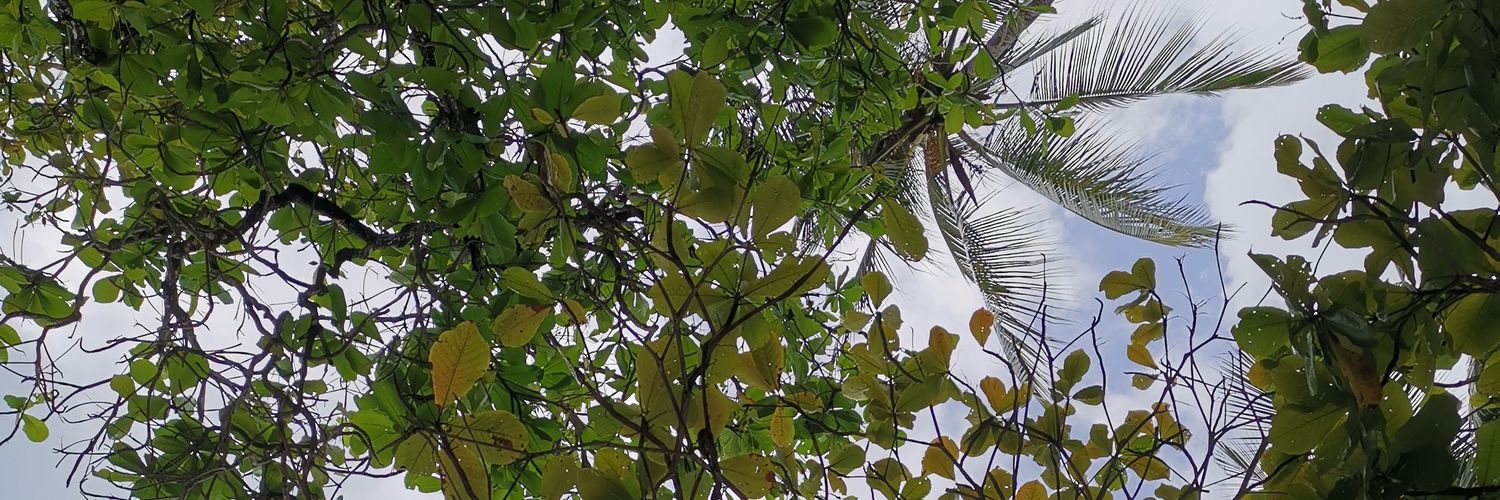 J. Daniel Fernández S banner