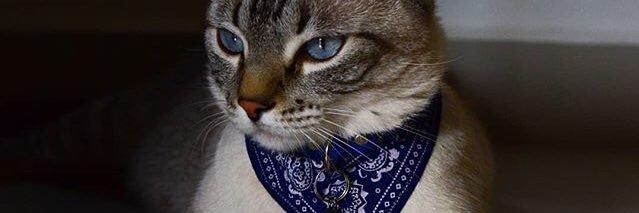 MahPiress's profile banner image