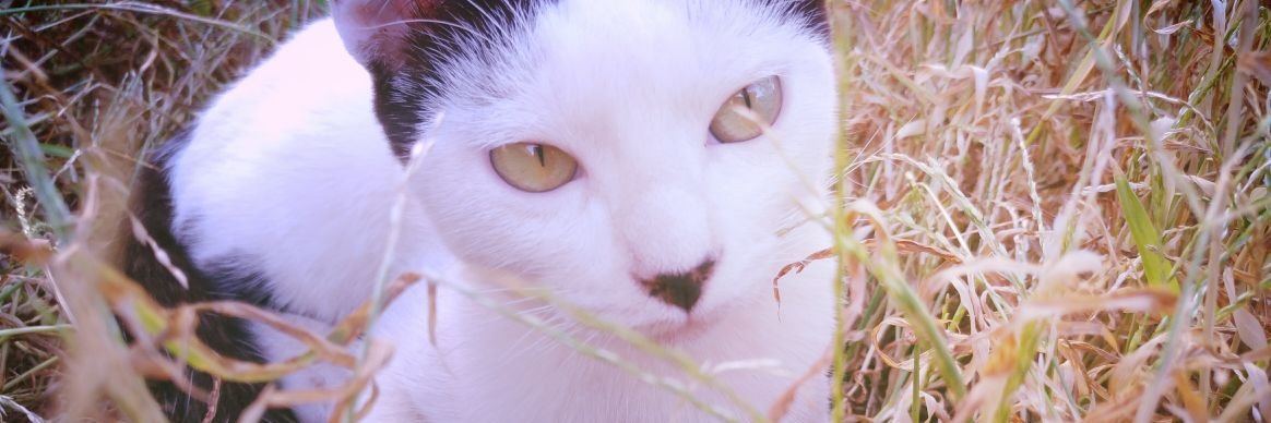 hiis_'s profile banner image