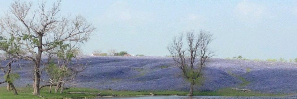 JoyCardone's profile banner image