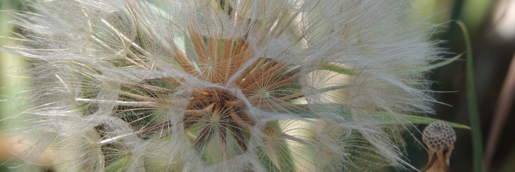 Newfie Livingaway(Trish) 🇨🇦 banner