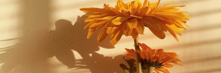 HOSIE_22's profile banner image