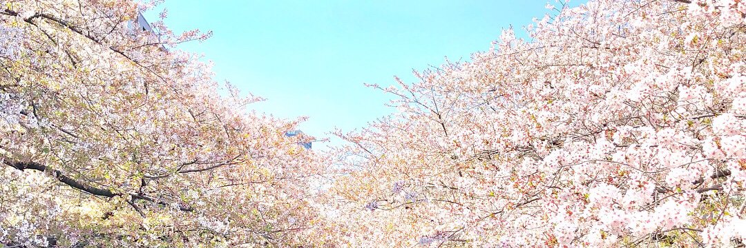 ももめろん🍈🍑's banner
