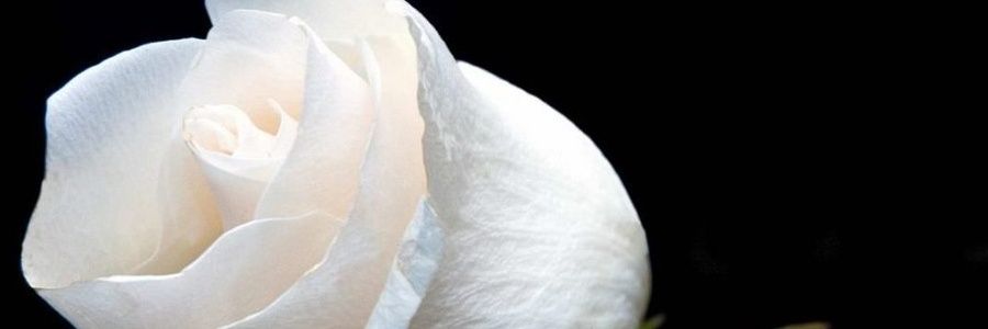 pmartinez7's profile banner image