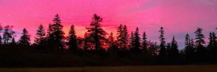 🌲 banner