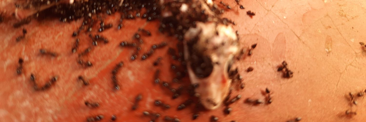 steemflow🇮🇳 banner