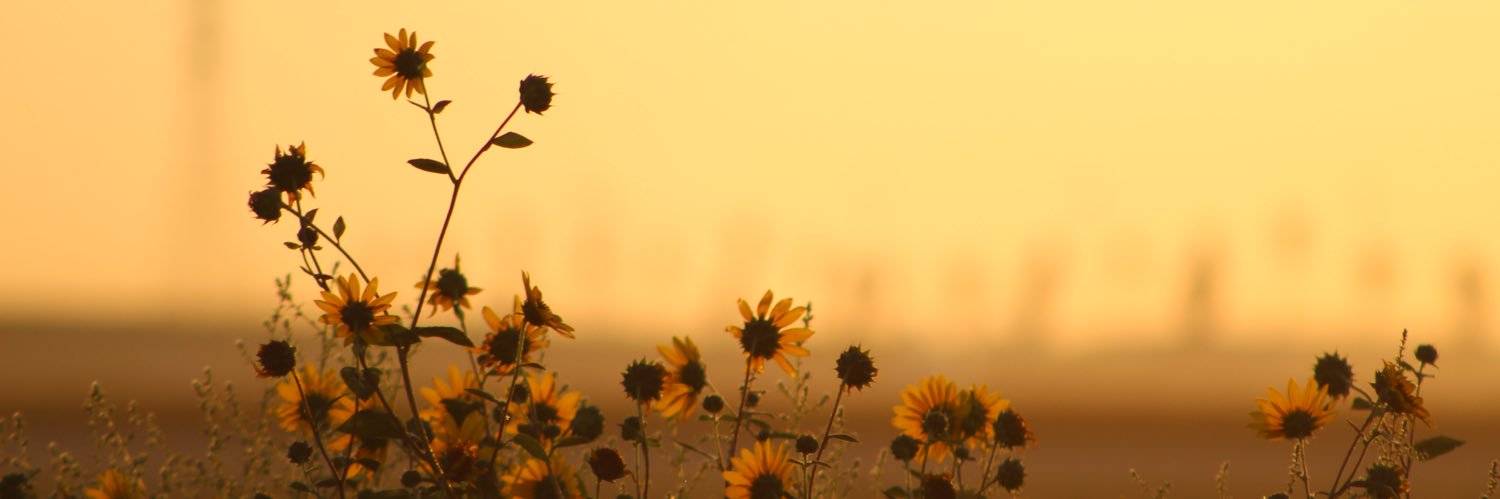 ItsCynthiaDude's profile banner image