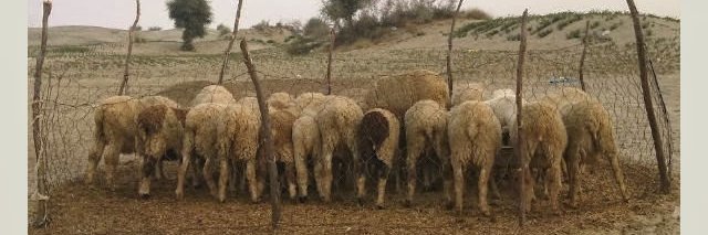 welstar "base.eth" banner