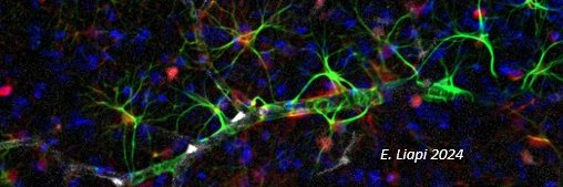 Eleni Liapi, Biologist banner